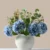 Blue Hydrangea