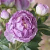 Premium Real-Touch Peony Bush - 18” Faux Silk Peonies for Home Decor